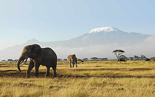 two elephants on the grass field during day time